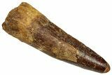 Fossil Spinosaurus Tooth - Feeding Worn Tip #353072-1